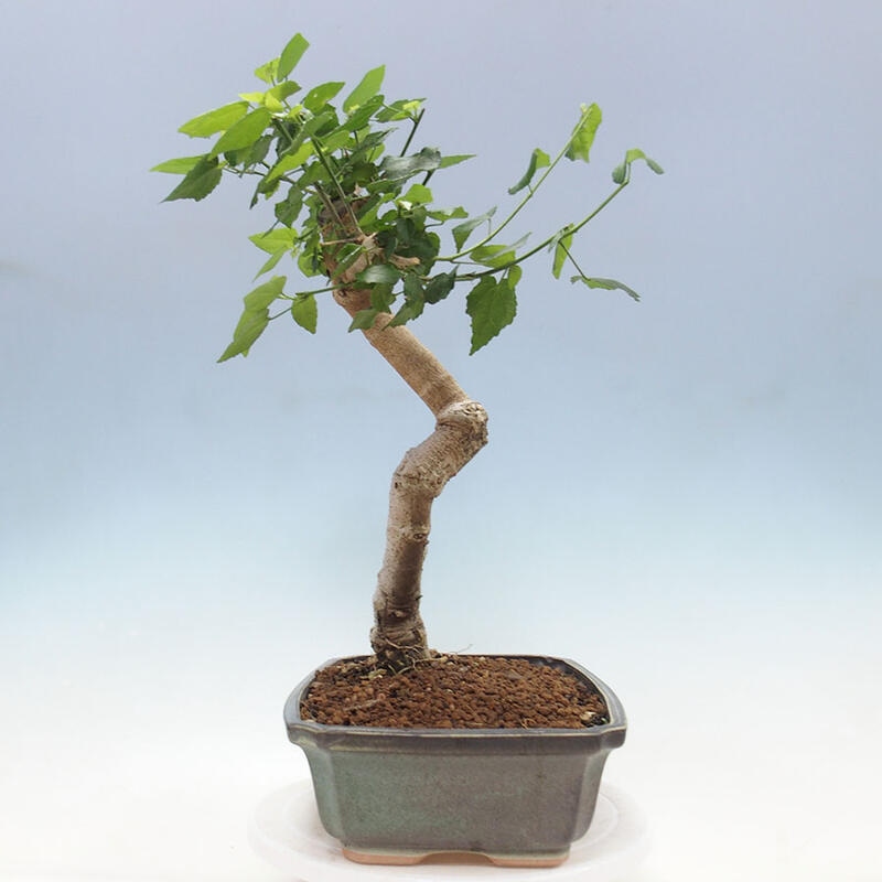 Indoor bonsai - Malvaviscus arboreus - woody hibiscus + SUISEKI book Free