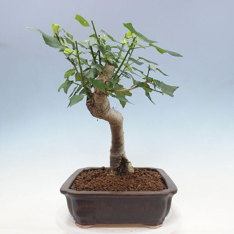 Indoor bonsai - Malvaviscus arboreus - woody hibiscus + SUISEKI book Free