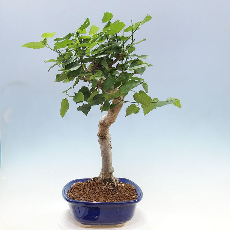 Indoor bonsai - Malvaviscus arboreus - woody hibiscus + SUISEKI book Free