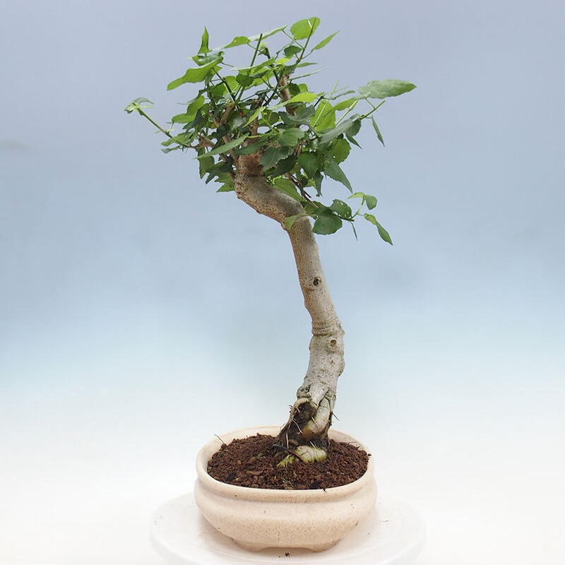 Indoor bonsai - Malvaviscus arboreus - woody hibiscus + SUISEKI book Free