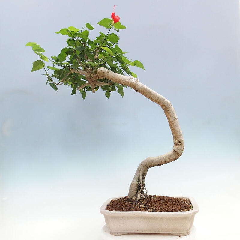 Indoor bonsai - Malvaviscus arboreus - woody hibiscus + SUISEKI book Free