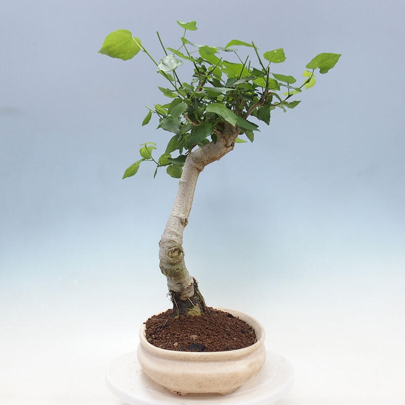 Indoor bonsai - Malvaviscus arboreus - woody hibiscus + SUISEKI book Free