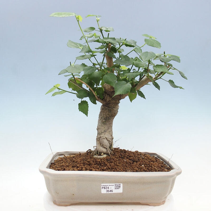 Indoor bonsai - Malvaviscus arboreus - woody hibiscus + SUISEKI book Free