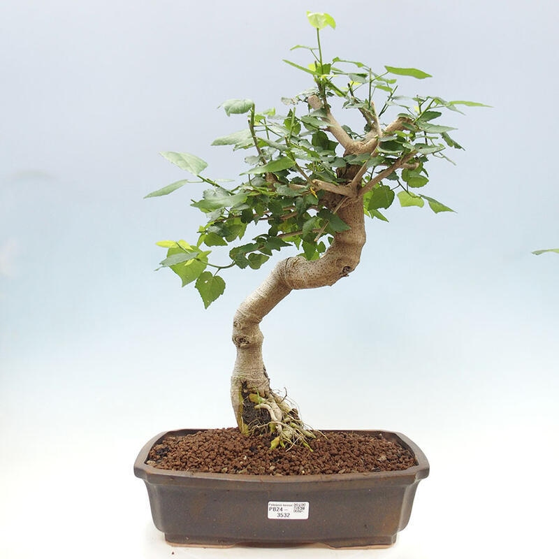 Indoor bonsai - Malvaviscus arboreus - woody hibiscus + SUISEKI book Free