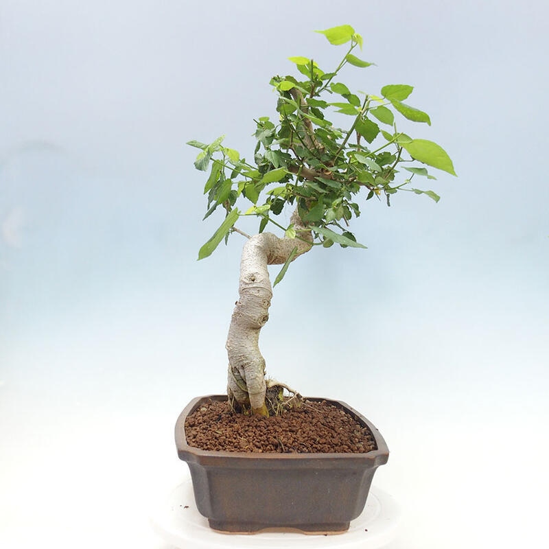 Indoor bonsai - Malvaviscus arboreus - woody hibiscus + SUISEKI book Free