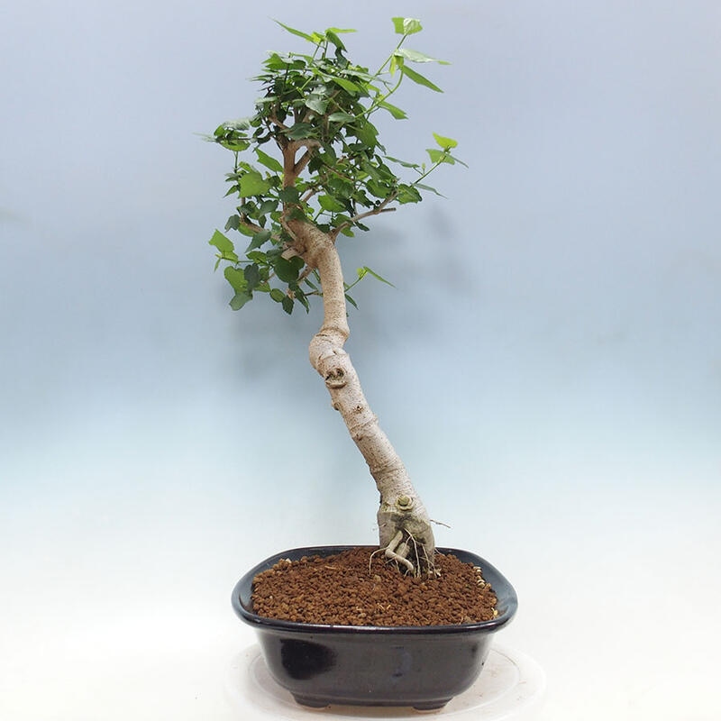 Indoor bonsai - Malvaviscus arboreus - woody hibiscus + SUISEKI book Free