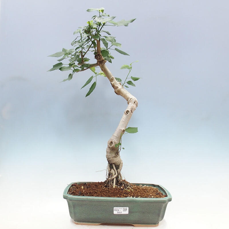 Indoor bonsai - Malvaviscus arboreus - woody hibiscus + SUISEKI book Free