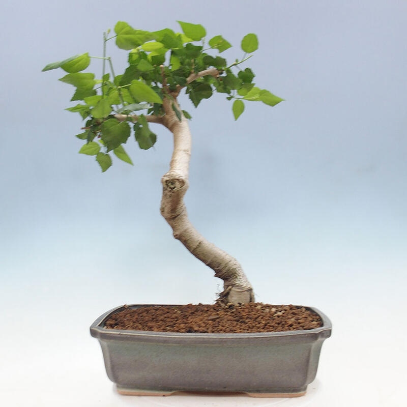 Indoor bonsai - Malvaviscus arboreus - woody hibiscus + SUISEKI book Free