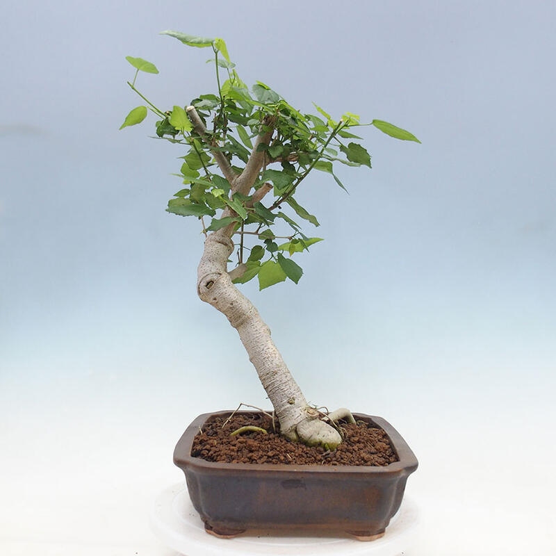 Indoor bonsai - Malvaviscus arboreus - woody hibiscus + SUISEKI book Free