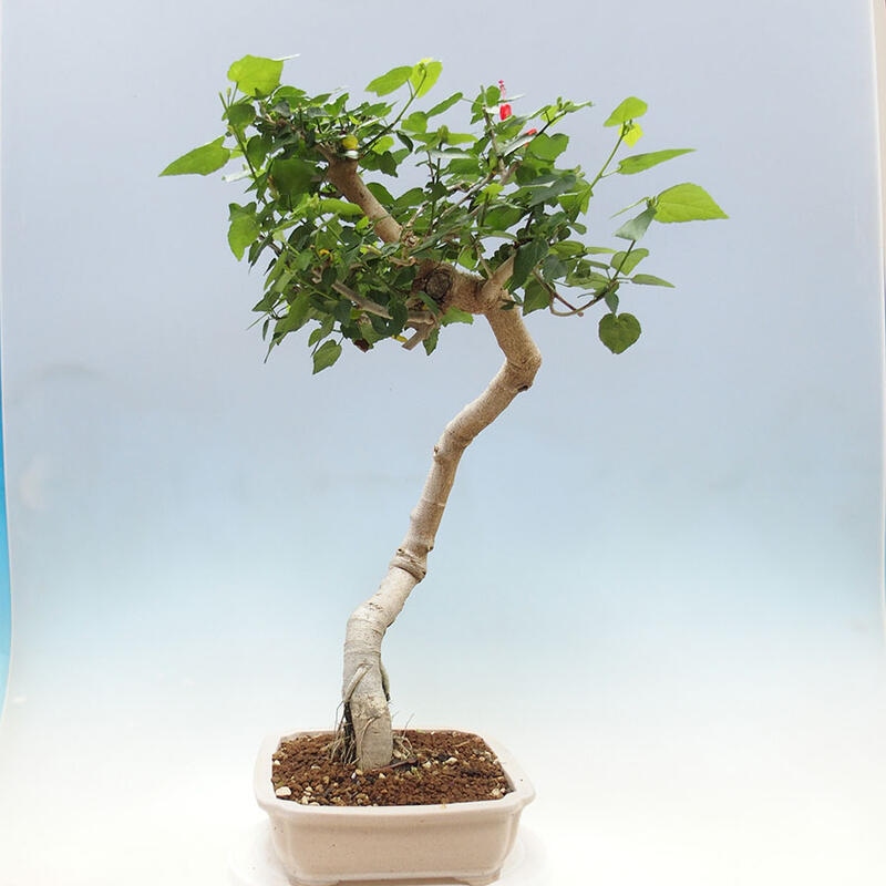 Indoor bonsai - Malvaviscus arboreus - woody hibiscus + SUISEKI book Free