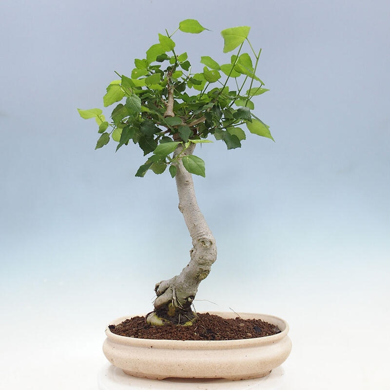 Indoor bonsai - Malvaviscus arboreus - woody hibiscus + SUISEKI book Free