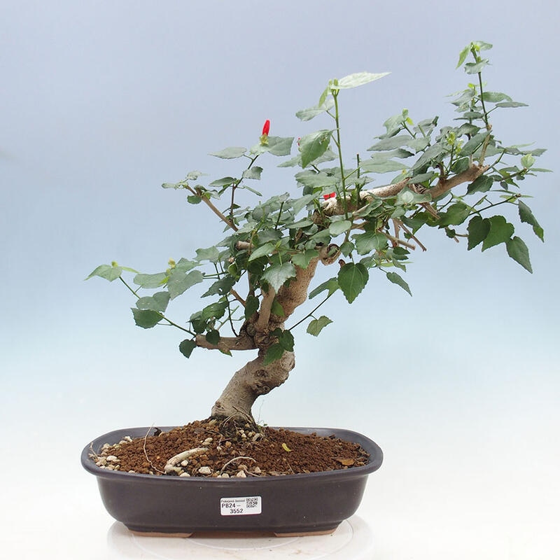 Indoor bonsai - Malvaviscus arboreus - woody hibiscus + SUISEKI book Free