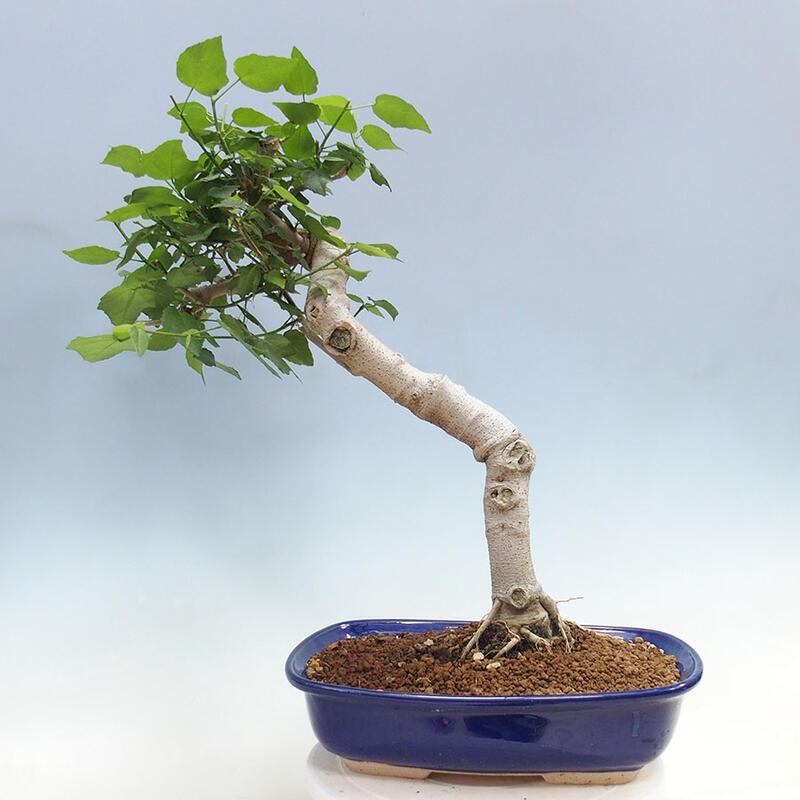 Indoor bonsai - Malvaviscus arboreus - woody hibiscus + SUISEKI book Free