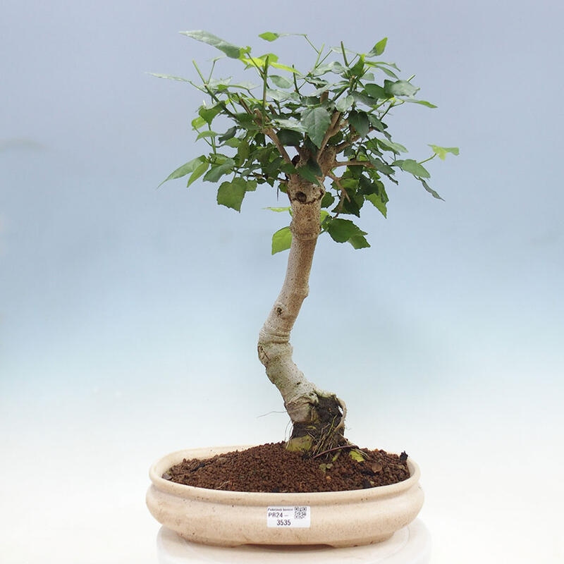 Indoor bonsai - Malvaviscus arboreus - woody hibiscus + SUISEKI book Free