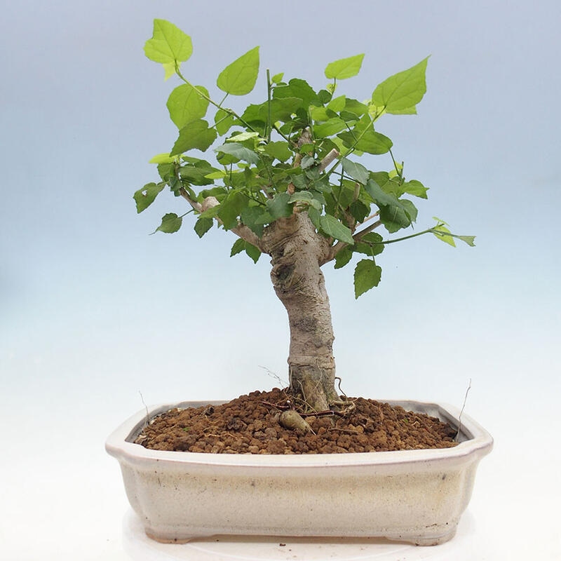 Indoor bonsai - Malvaviscus arboreus - woody hibiscus + SUISEKI book Free