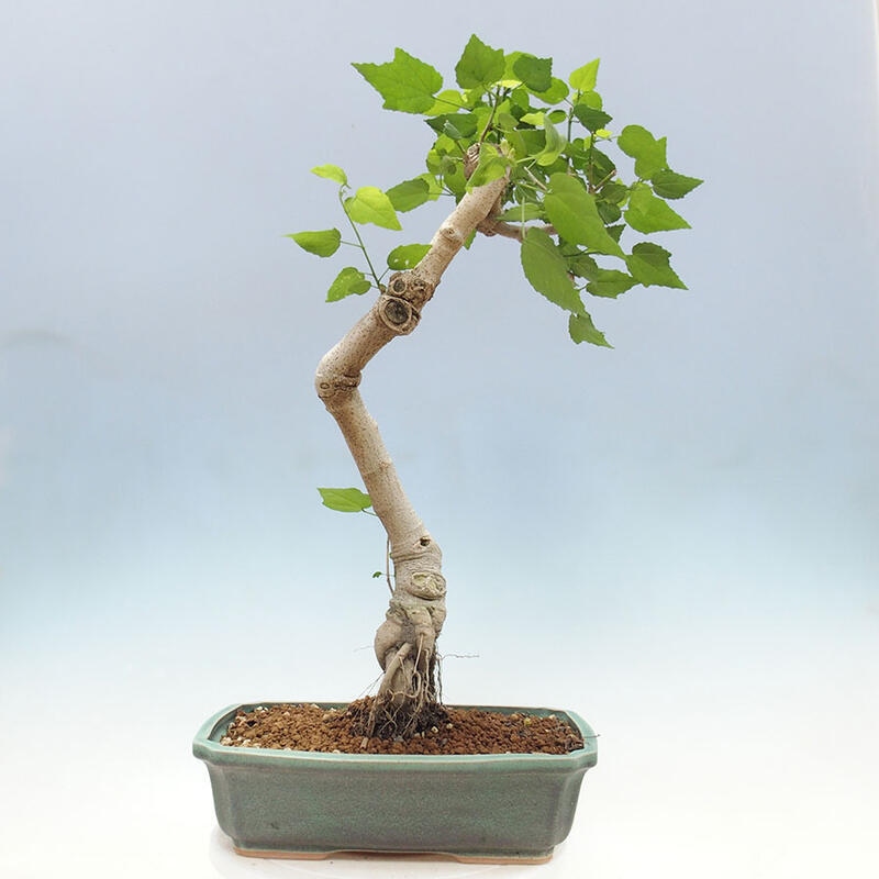 Indoor bonsai - Malvaviscus arboreus - woody hibiscus + SUISEKI book Free