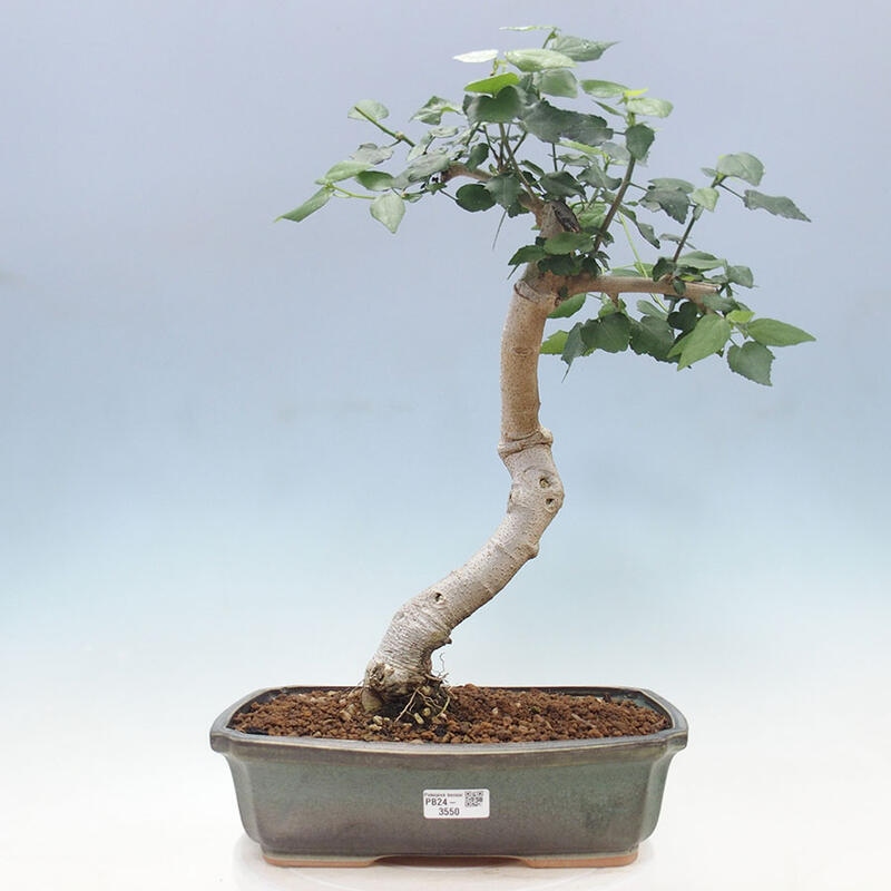 Indoor bonsai - Malvaviscus arboreus - woody hibiscus + SUISEKI book Free