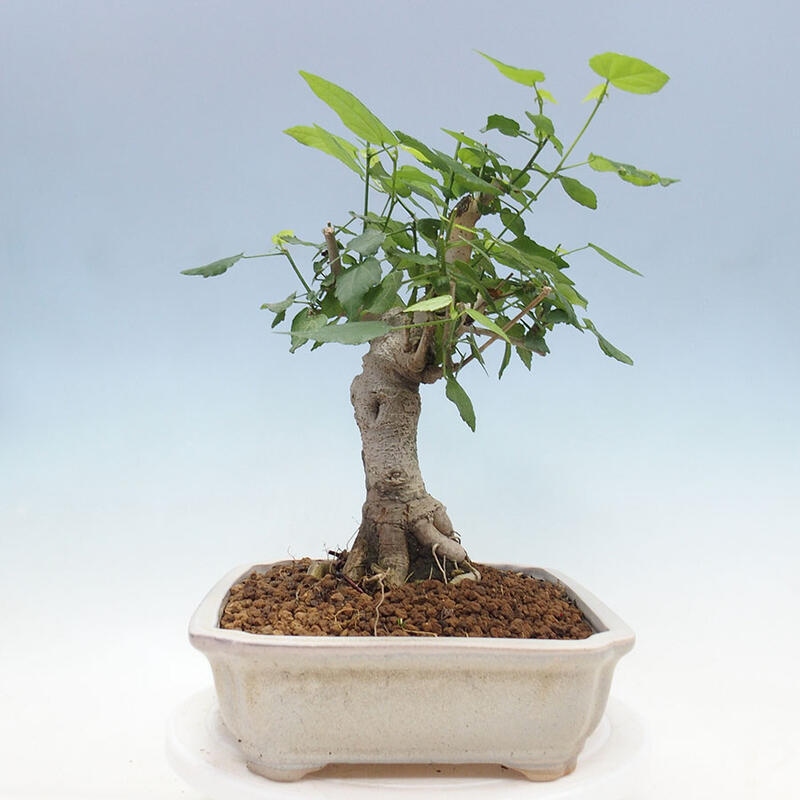 Indoor bonsai - Malvaviscus arboreus - woody hibiscus + SUISEKI book Free