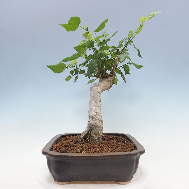 Indoor bonsai - Malvaviscus arboreus - woody hibiscus + SUISEKI book Free