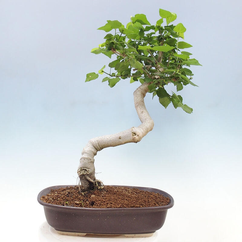 Indoor bonsai - Malvaviscus arboreus - woody hibiscus + SUISEKI book Free