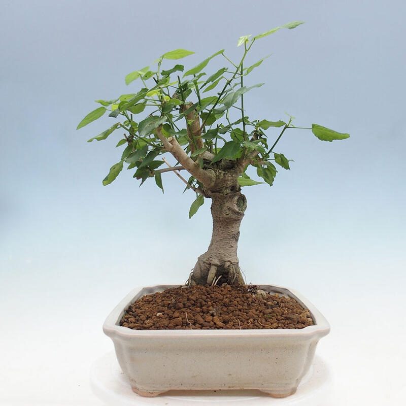 Indoor bonsai - Malvaviscus arboreus - woody hibiscus + SUISEKI book Free