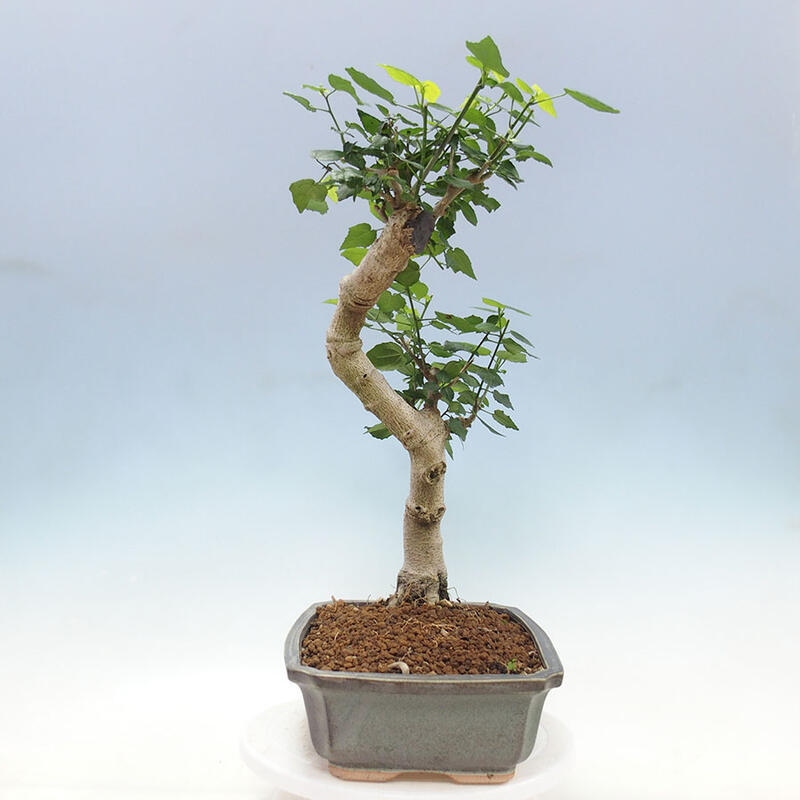 Indoor bonsai - Malvaviscus arboreus - woody hibiscus + SUISEKI book Free