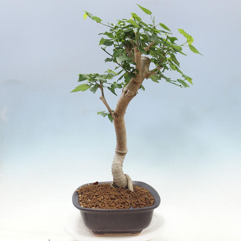 Indoor bonsai - Malvaviscus arboreus - woody hibiscus + SUISEKI book Free