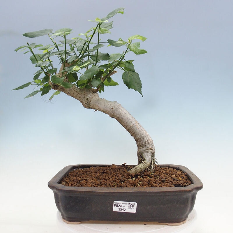 Indoor bonsai - Malvaviscus arboreus - woody hibiscus + SUISEKI book Free