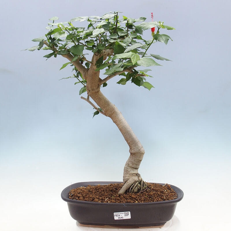 Indoor bonsai - Malvaviscus arboreus - woody hibiscus + SUISEKI book Free