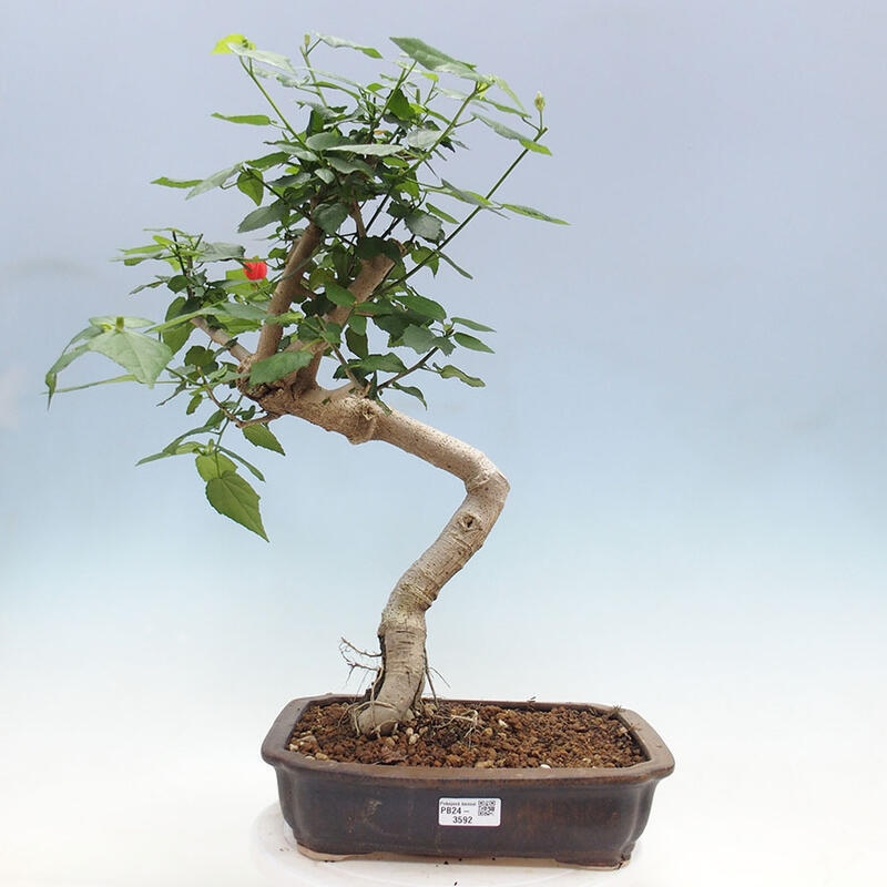 Indoor bonsai - Malvaviscus arboreus - woody hibiscus + SUISEKI book Free