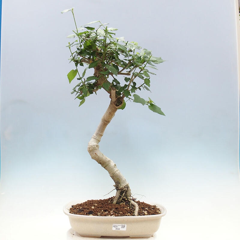 Indoor bonsai - Malvaviscus arboreus - woody hibiscus + SUISEKI book Free