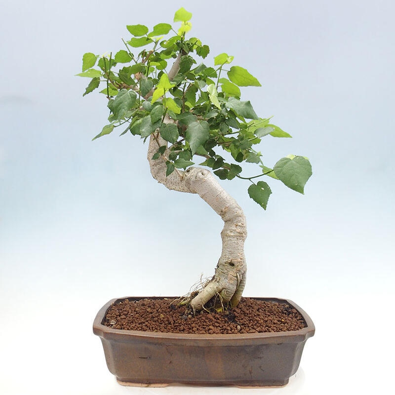 Indoor bonsai - Malvaviscus arboreus - woody hibiscus + SUISEKI book Free