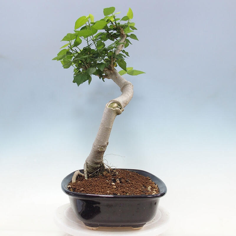 Indoor bonsai - Malvaviscus arboreus - woody hibiscus + SUISEKI book Free