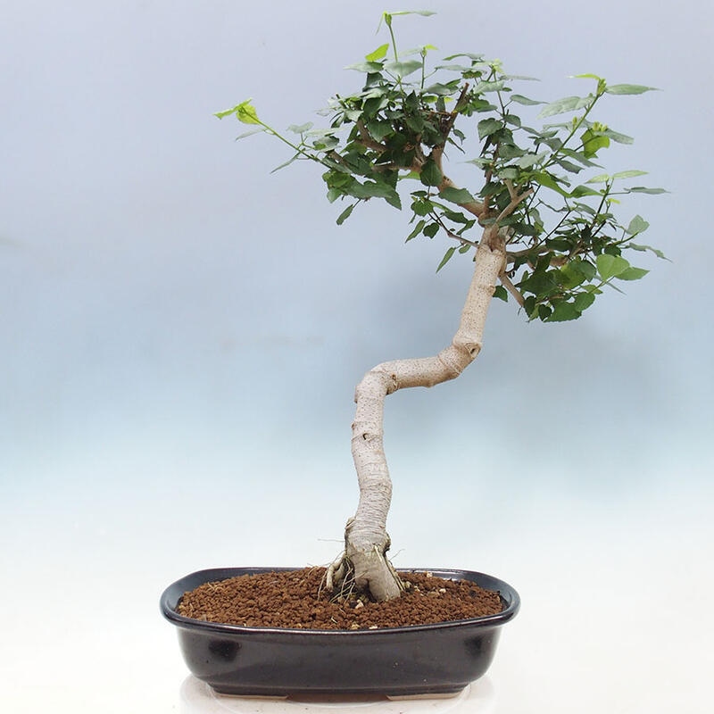 Indoor bonsai - Malvaviscus arboreus - woody hibiscus + SUISEKI book Free