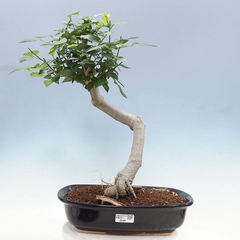 Indoor bonsai - Malvaviscus arboreus - woody hibiscus + SUISEKI book Free