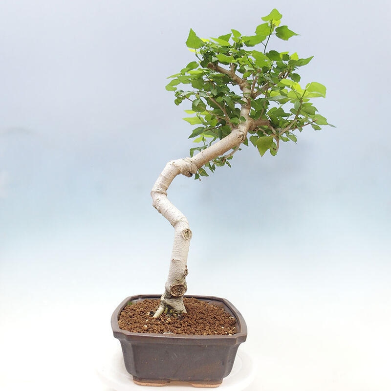 Indoor bonsai - Malvaviscus arboreus - woody hibiscus + SUISEKI book Free