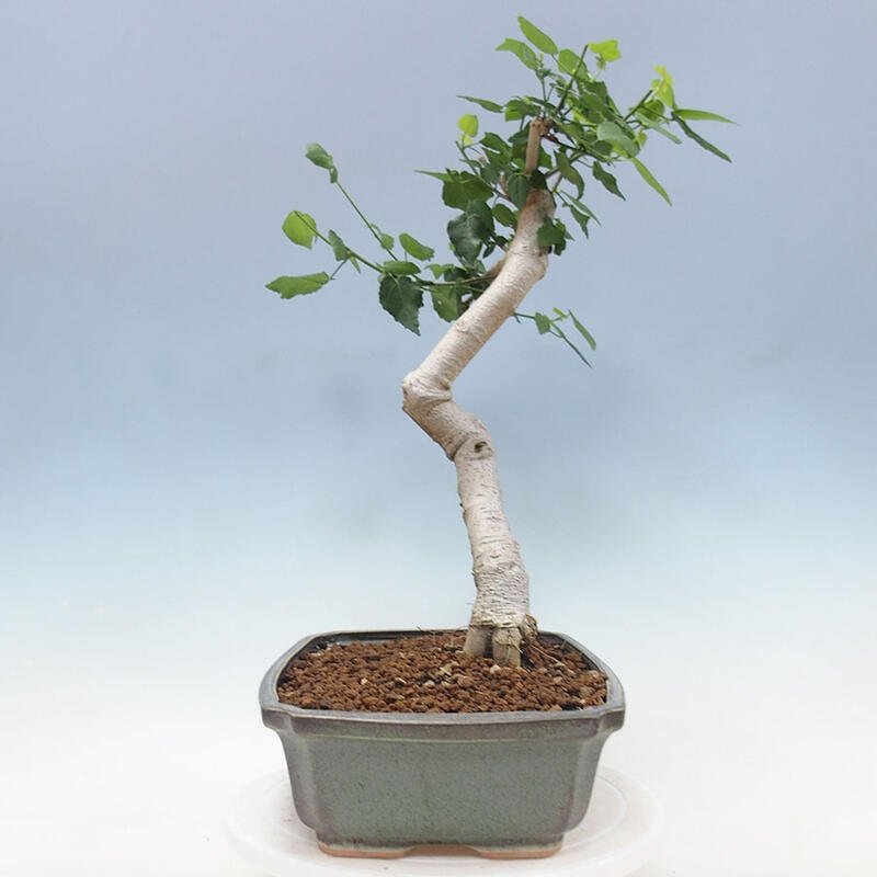 Indoor bonsai - Malvaviscus arboreus - woody hibiscus + SUISEKI book Free