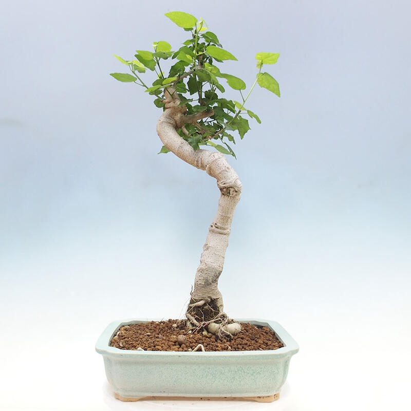 Indoor bonsai - Malvaviscus arboreus - woody hibiscus + SUISEKI book Free