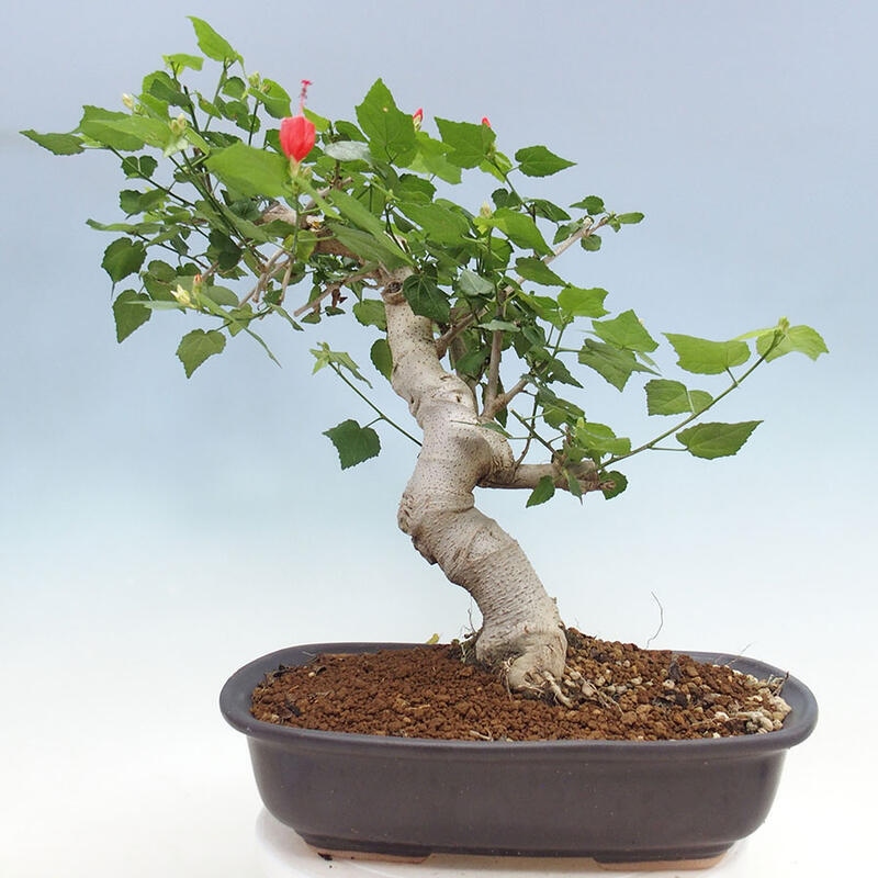 Indoor bonsai - Malvaviscus arboreus - woody hibiscus + SUISEKI book Free