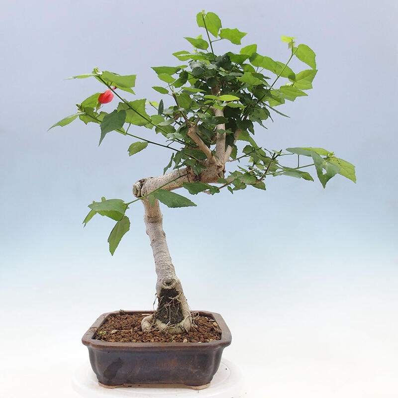 Indoor bonsai - Malvaviscus arboreus - woody hibiscus + SUISEKI book Free