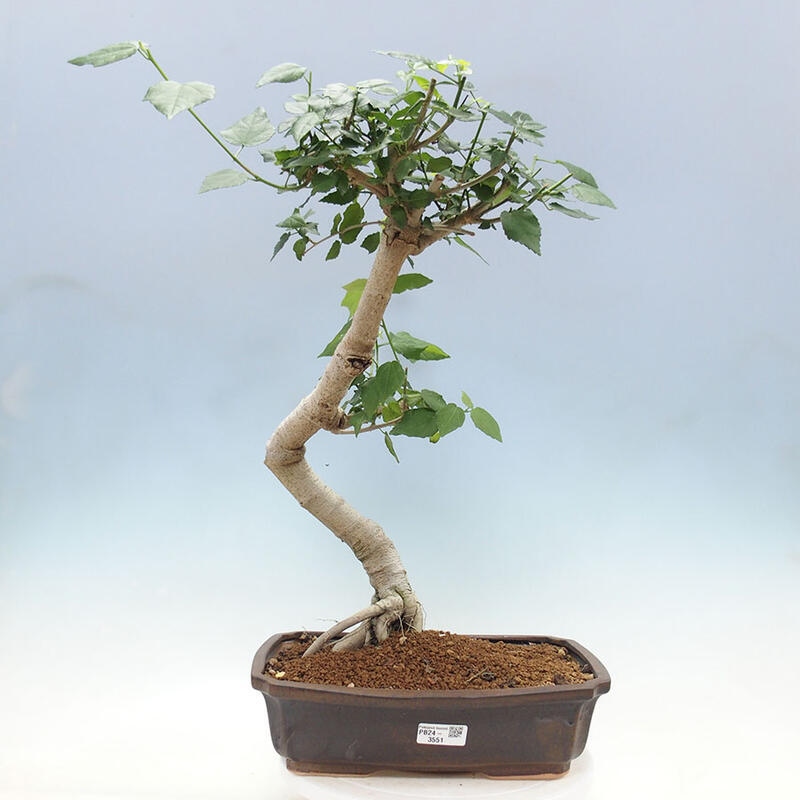 Indoor bonsai - Malvaviscus arboreus - woody hibiscus + SUISEKI book Free