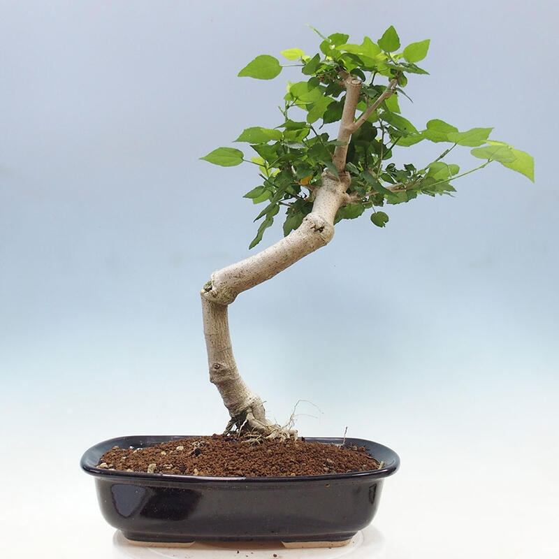 Indoor bonsai - Malvaviscus arboreus - woody hibiscus + SUISEKI book Free