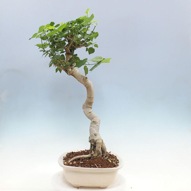 Indoor bonsai - Malvaviscus arboreus - woody hibiscus + SUISEKI book Free