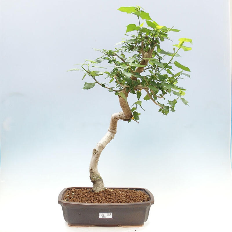 Indoor bonsai - Malvaviscus arboreus - woody hibiscus + SUISEKI book Free