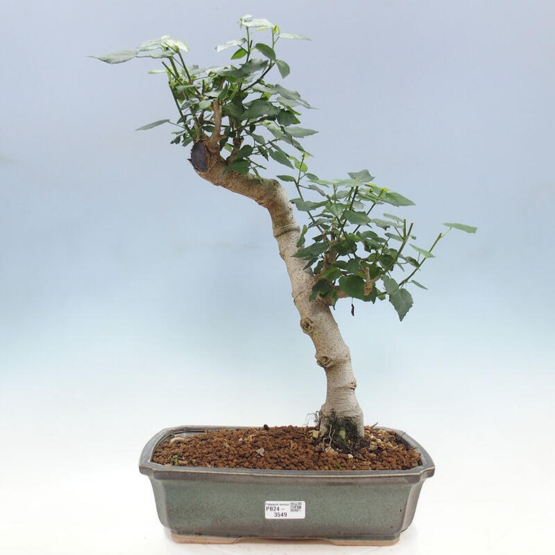 Indoor bonsai - Malvaviscus arboreus - woody hibiscus + SUISEKI book Free