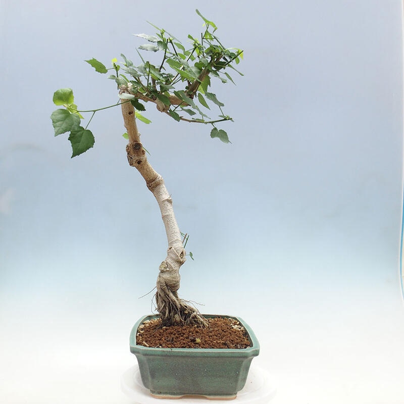 Indoor bonsai - Malvaviscus arboreus - woody hibiscus + SUISEKI book Free