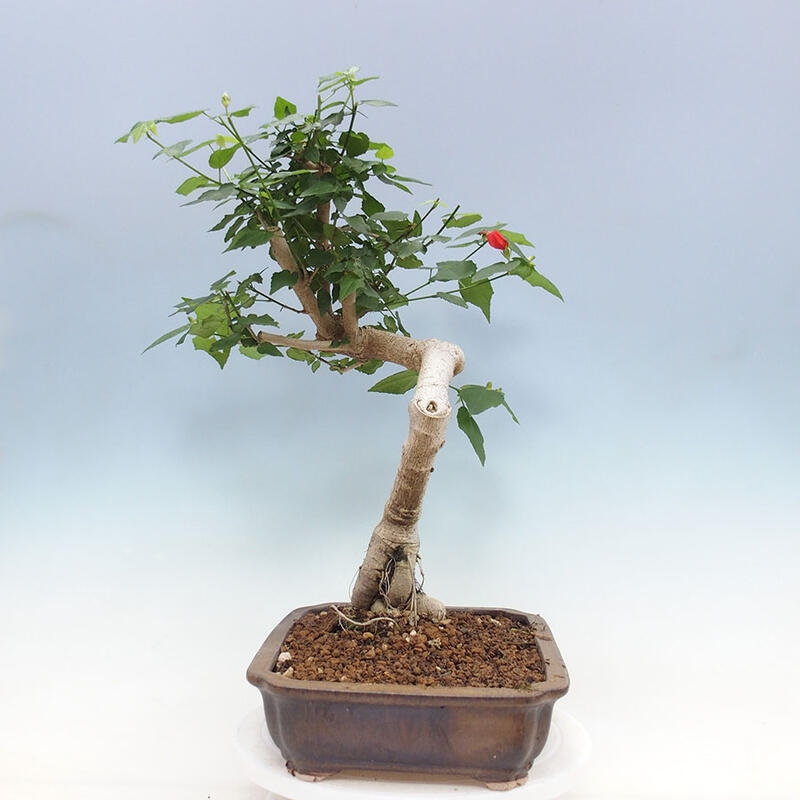 Indoor bonsai - Malvaviscus arboreus - woody hibiscus + SUISEKI book Free