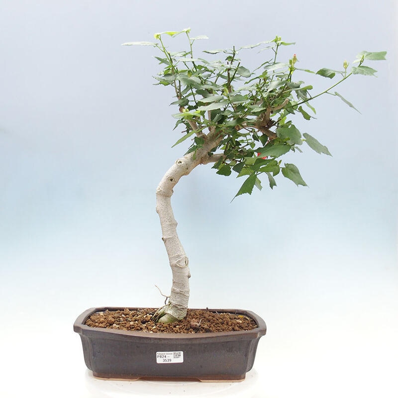 Indoor bonsai - Malvaviscus arboreus - woody hibiscus + SUISEKI book Free