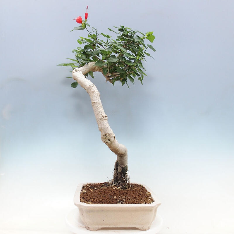 Indoor bonsai - Malvaviscus arboreus - woody hibiscus + SUISEKI book Free