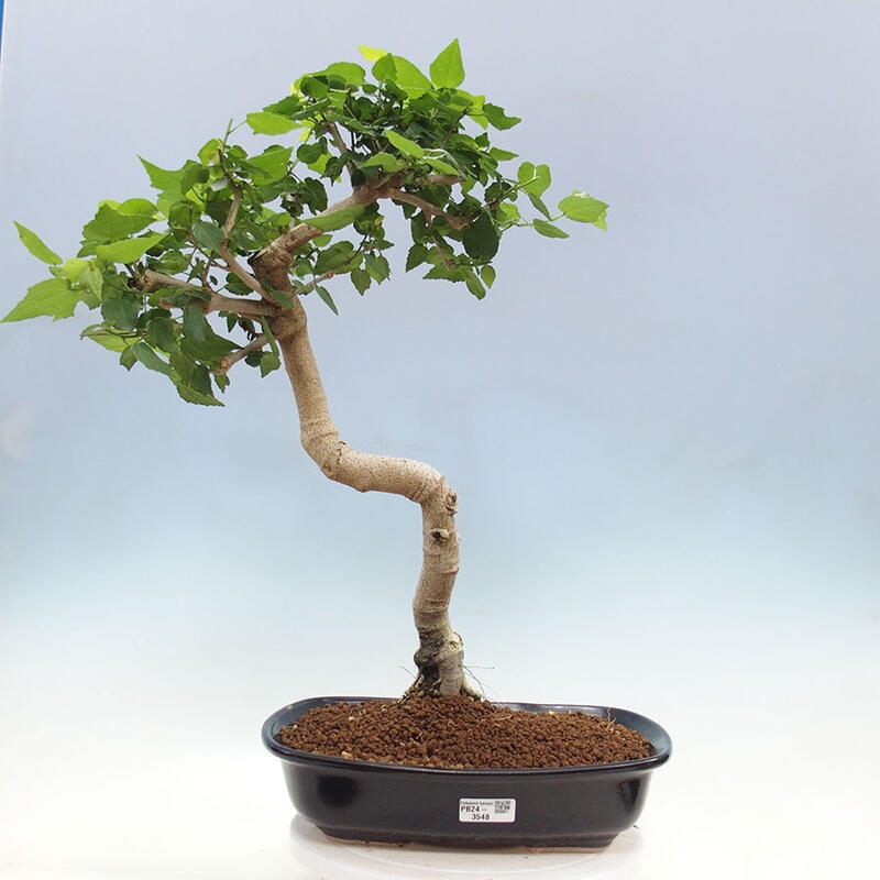 Indoor bonsai - Malvaviscus arboreus - woody hibiscus + SUISEKI book Free